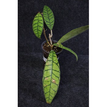 Hoya callistophylla Indonesia - rooted internet store