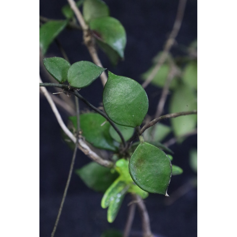 Hoya bakoensis sklep z kwiatami hoya