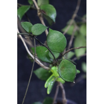 Hoya bakoensis sklep z kwiatami hoya