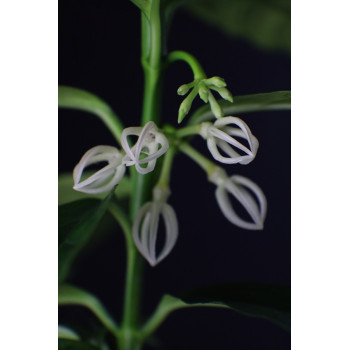 Hoya decipulae sklep z kwiatami hoya