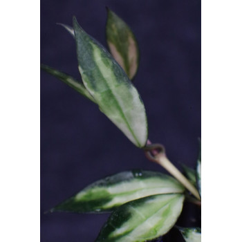 Hoya lacunosa variegata internet store