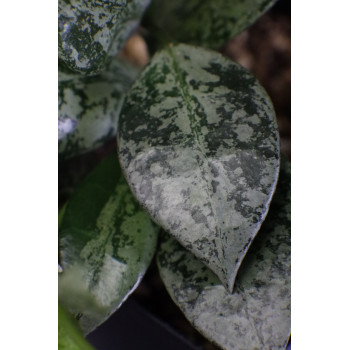 Hoya lacunosa 'Silver Lime' sklep z kwiatami hoya