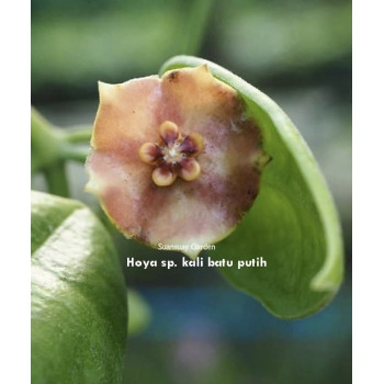 Hoya sp. Kali Batu Putih ( Halmahera, Indonesia ) sklep z kwiatami hoya