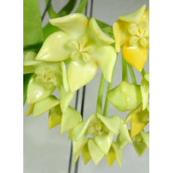 Hoya obtusifolia sklep z kwiatami hoya