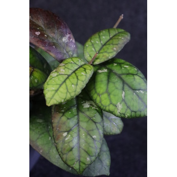 Hoya meredithii round leaves (AH) sklep internetowy