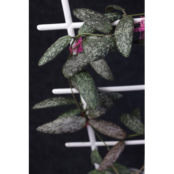 Hoya sigillatis silver AH store with hoya flowers