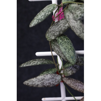 Hoya sigillatis silver AH sklep z kwiatami hoya