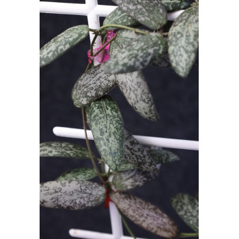 Hoya sigillatis silver AH store with hoya flowers