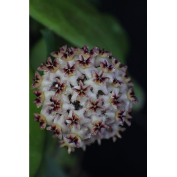 Hoya erythrostemma PINK sklep z kwiatami hoya