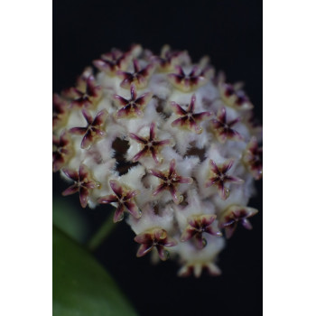 Hoya erythrostemma PINK store with hoya flowers