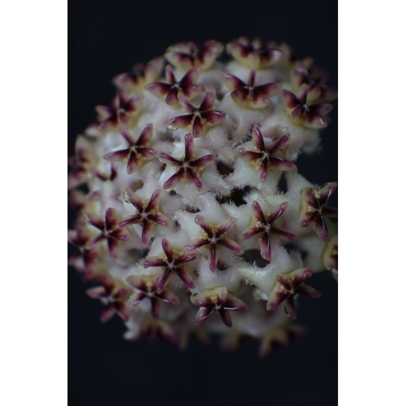Hoya erythrostemma PINK store with hoya flowers