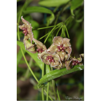 Hoya filiformis store with hoya flowers