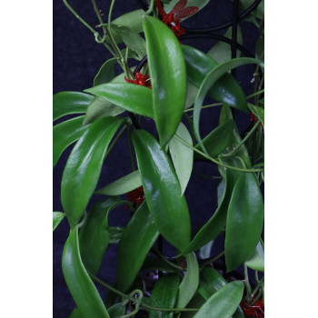 Hoya chlorantha var. tutuilensis sklep z kwiatami hoya