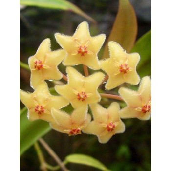 Hoya chlorantha var. tutuilensis internet store