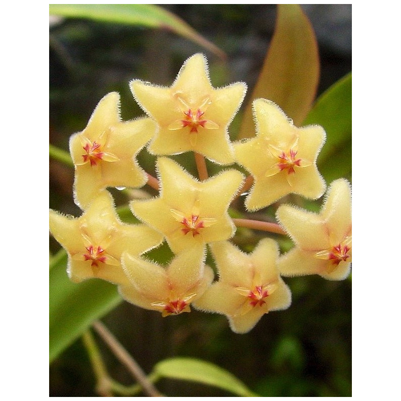 Hoya chlorantha var. tutuilensis store with hoya flowers