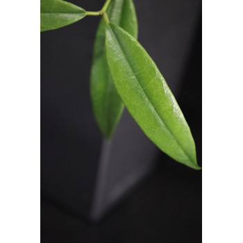Hoya greenii sklep z kwiatami hoya
