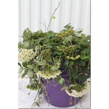 Hoya serpens store with hoya flowers
