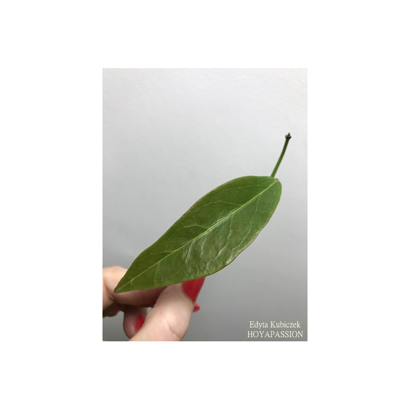 Hoya subglabra sklep z kwiatami hoya