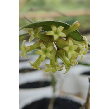 Hoya sp. Garut ( mini Bell ) sklep z kwiatami hoya