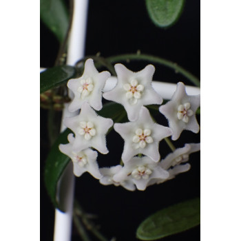 Hoya lyi narrow leaf sklep z kwiatami hoya