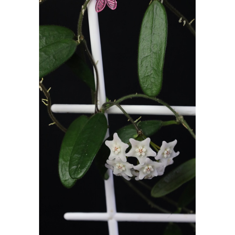 Hoya lyi narrow leaf sklep z kwiatami hoya