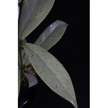 Hoya pubicalyx Silver Pink Ghost sklep z kwiatami hoya