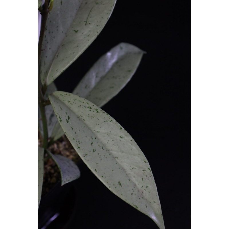 Hoya pubicalyx Silver Pink Ghost sklep z kwiatami hoya