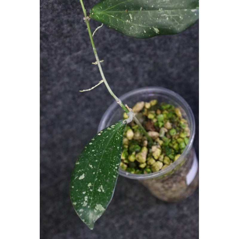 Hoya erythrina ( splash leaves, from Indonesia ) - HOYAPASSION