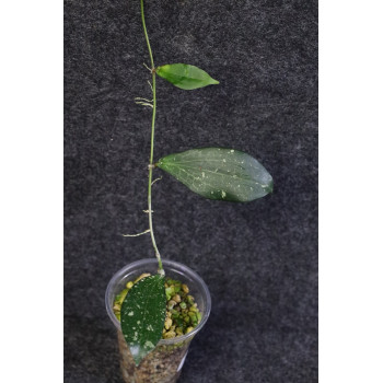 Hoya erythrina ( splash leaves, from Indonesia ) internet store