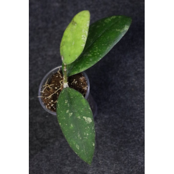 Hoya sp. MIRAL 202 - rooted internet store