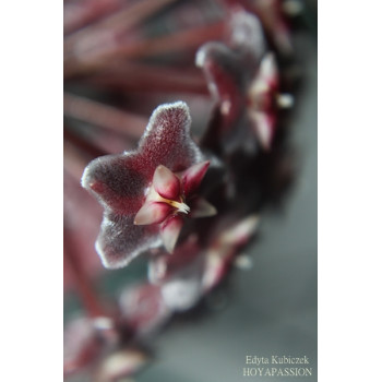 Hoya pubicalyx 'Royal Hawaiian Purple' sklep z kwiatami hoya