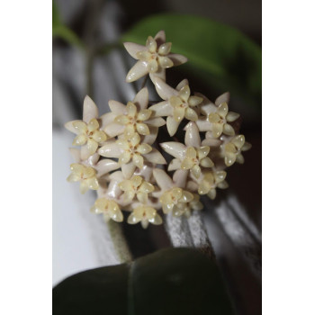 Hoya thuathienhuensis - rooted internet store