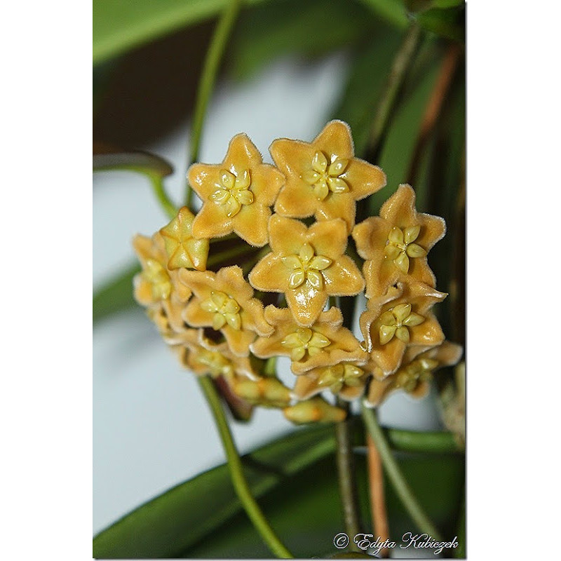 Hoya dischorensis sklep z kwiatami hoya
