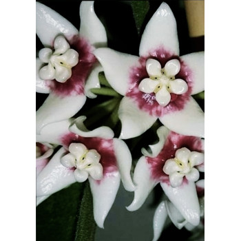 Hoya calycina 'Stargazer' sklep z kwiatami hoya