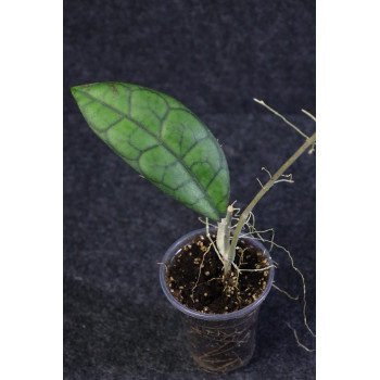 Hoya clemensiorum Borneo - rooted internet store