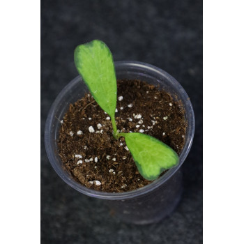 Hoya manipurensis 'Philo' ( variegated ) - rooted internet store