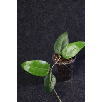 Hoya verticillata Lampung 02 sklep internetowy