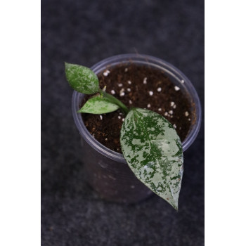 Hoya lacunosa 'Silver Lime' - ukorzeniona sklep internetowy