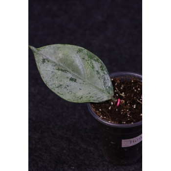 Hoya coriacea SILVER - rooted internet store