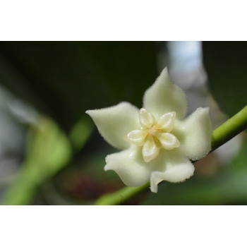 Hoya aff. linavergarae ( Hoya sp. PW1307-09 ) sklep z kwiatami hoya