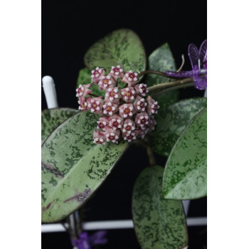 Hoya ‘Silver Dollar’ MB1405-AG (B) store with hoya flowers