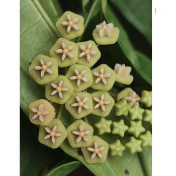 Hoya sp. Liwa ( Sumatra, Lampung province ) store with hoya flowers