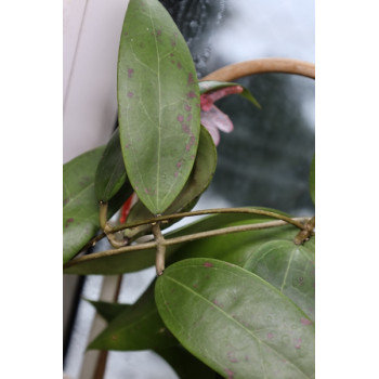 Hoya aff. wibergiae sklep z kwiatami hoya