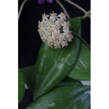 Hoya sp. Miral 306 store with hoya flowers