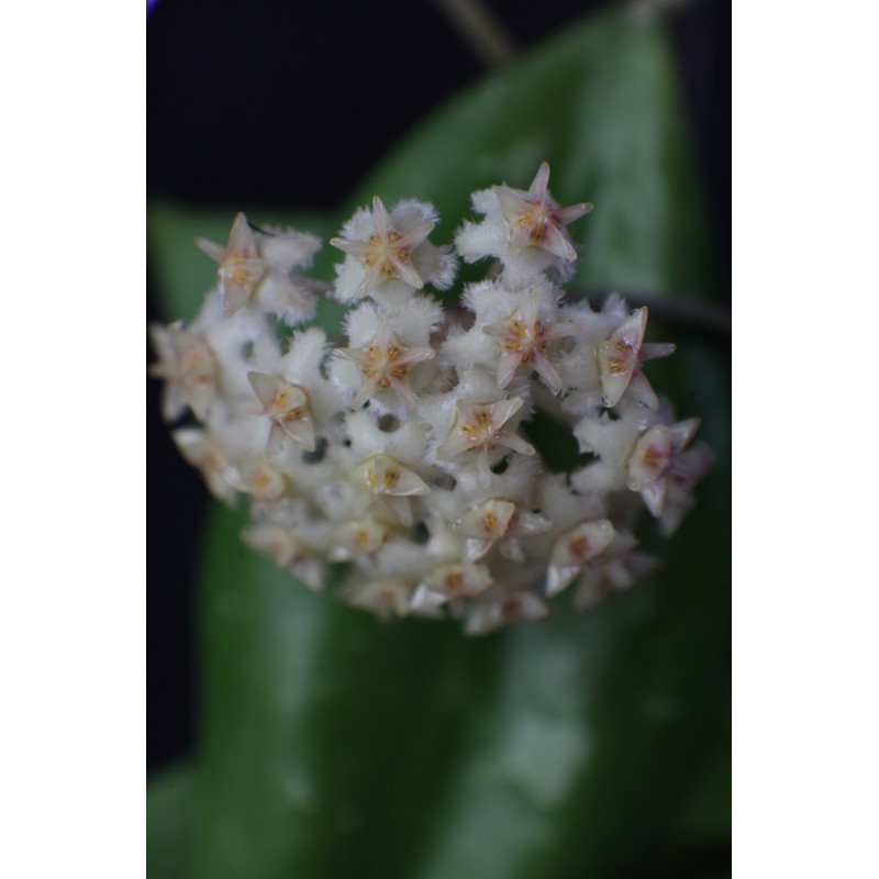 Hoya sp. Miral 306 sklep z kwiatami hoya