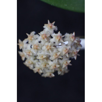 Hoya sp. Miral 306 store with hoya flowers