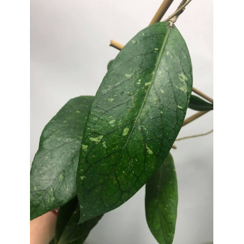 Hoya aff. clemensiorum IML 1020 Sumatra sklep internetowy