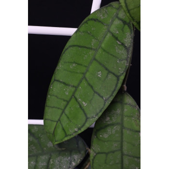 Hoya callistophylla AH004 splash ( hybrid ? ) sklep internetowy