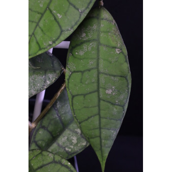 Hoya callistophylla AH004 splash ( hybrid ? ) sklep z kwiatami hoya