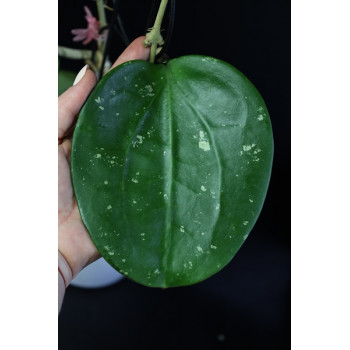 Hoya loyceandrewsiana sklep z kwiatami hoya